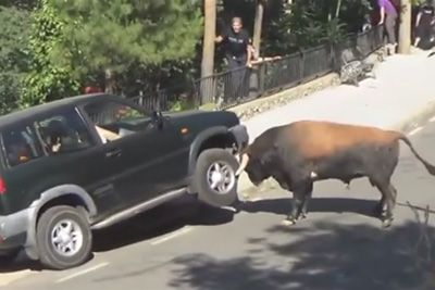 Runaway Bull Attacks A Car In Spain Runaway Bull Attacks A Car In Spain