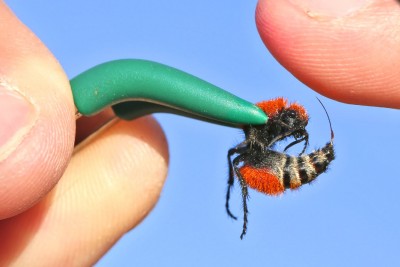 Crazy Man Gets Stung By A Velvet Ant, Known Also As A Cow Killer Crazy Man Gets Stung By A Velvet Ant, Known Also As A Cow Killer