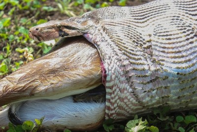Giant Anaconda Swallows Adult Antelope Giant Anaconda Swallows Adult Antelope