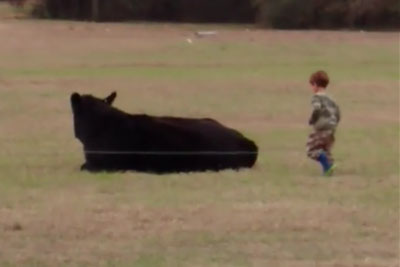 Unwise Dad Bets His Kid To Jump On A 1,300-Pound Cow Unwise Dad Bets His Kid To Jump On A 1,300-Pound Cow