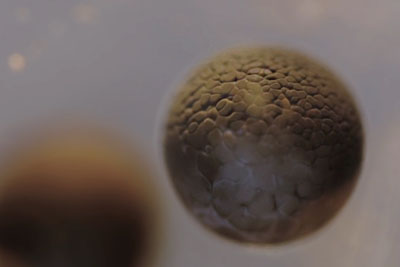 This Time-Lapse Of Cell Division Is Utterly Mind-Blowing This Time-Lapse Of Cell Division Is Utterly Mind-Blowing