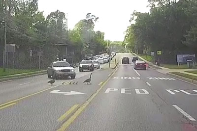 WATCH: Officer Stops Rush Hour Traffic For Ducks Crossing WATCH: Officer Stops Rush Hour Traffic For Ducks Crossing
