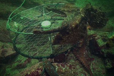 BBC Footage Shows How Octopus Steals Crab From Fisherman BBC Footage Shows How Octopus Steals Crab From Fisherman