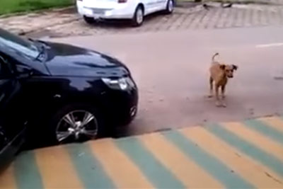 Dog Approaches Car That Is Blasting Loud Music, Then He Busts Out His Smooth Dance Moves Dog Approaches Car That Is Blasting Loud Music, Then He Busts Out His Smooth Dance Moves
