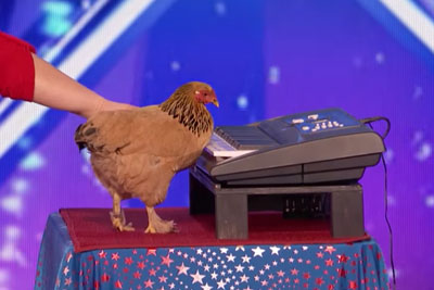 Chicken Plays Patriotic Tune On Keyboard On America's Got Talent Chicken Plays Patriotic Tune On Keyboard On America's Got Talent