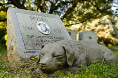 Nov zakon dovoljuje, da hišne ljubljenčke pokopljejo skupaj z njihovimi lastniki