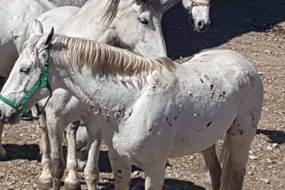 Prizori iz Lipice šokirali Slovence: