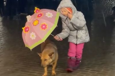 5-letna deklica ganila svet: To je v dežju počela s potepuškim kužkom!