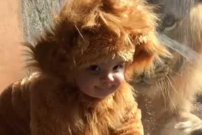 Dojenček v živalskem vrtu srečal leva: Posnetek ima 30 milijonov ogledov!