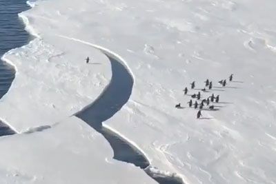 VIDEO: Pingvin se reši v zadnjem trenutku: Posnetek je uspešnica na spletu!