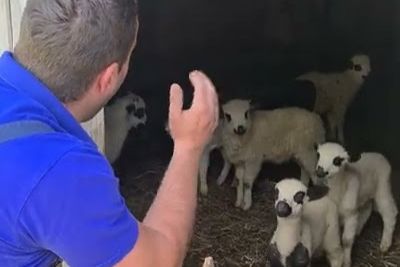 Moški je govoril z mladički ovce: Posnetek ima že 9 milijonov ogledov!