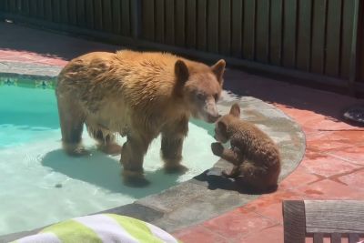 Lastnica ob hiši posnela medvedko z mladičkom: Ohladila sta se v njenem bazenu!