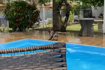 Kuža od veselja divjal ob bazenu, nato je padel v vodo: Posnetek je doza smeha!