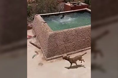 Moški je lastnika psa porinil v bazen: Tako mu je na pomoč priskočil zvesti pes!