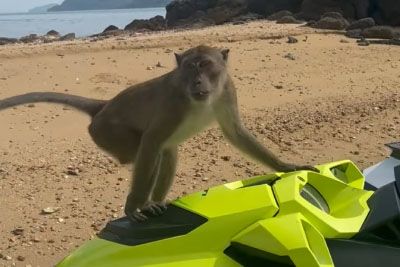 Opica turistu ukradla mobilni telefon, ki je bil skrit v vodnem skuterju