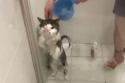 Mačka nima rada umivanja: Tako je poskušala pobegniti izpod tuša!