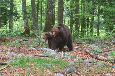 V slovenskem gozdu posneli dva medveda, ko sta 