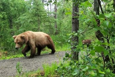Družino med sprehodom presenetila grizli medvedka z mladičkoma