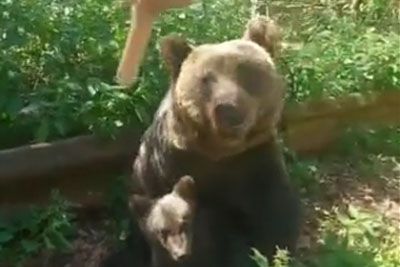 VIDEO: Slovenec hranil medvedko z mladičem: Lahko bi se končalo tragično!