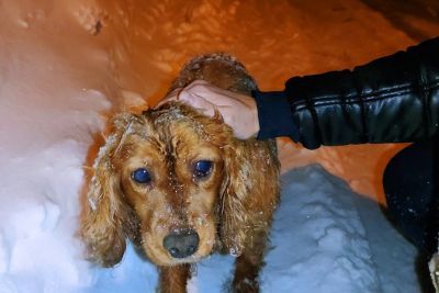 Potepuški pes je skoraj zmrznil na ulici: Življenje so mu rešili dobri ljudje!