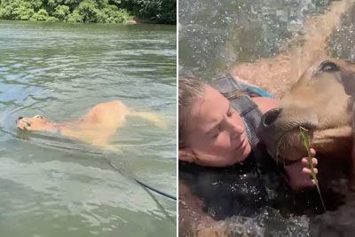 Prijatelji v jezeru opazili kravo, ki se je utapljala: Rešili so ji življenje!
