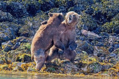 Neusmiljen boj med dvema medvedoma: Posnetek ima skoraj milijon ogledov!