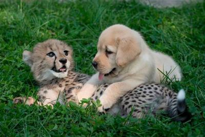 Gepard in pes sta se spoznala kot mladička: Po dveh letih sta še vedno prijatelja!