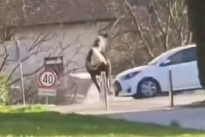 VIDEO: Grozljiva nesreča v Mozirju: Pobegli konj stekel naravnost pred avtomobil!