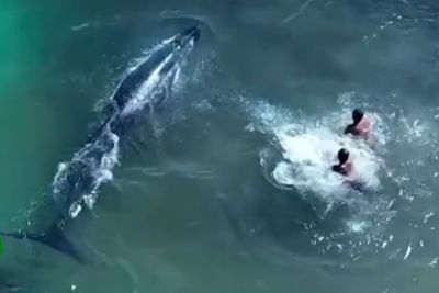 Pogumni ribiči na pomoč priskočili nasedlemu kitu: Tako so mu rešili življenje!