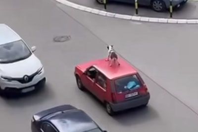 VIDEO: Neumnost brez primere: Voznik v Srbiji psa prevažal na strehi avtomobila!