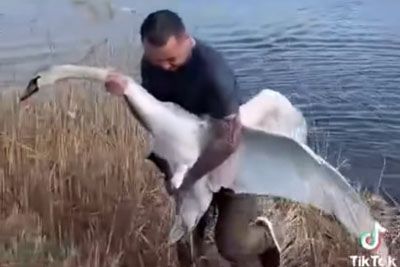 VIDEO: Moški skočil v vodo in zgrabil laboda: Ptico je rešil pred bolečinami!