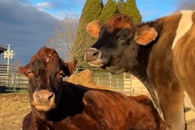 Krava po 17 letih občutila svobodo: Spoznala je slepo prijateljico kravo!