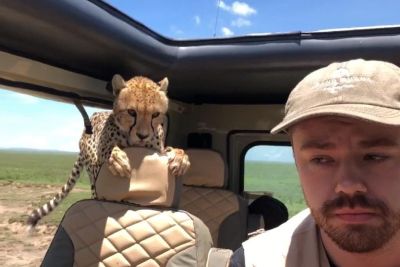 Turistu srce padlo v hlače: Gepard je vstopil v njegovo vozilo!
