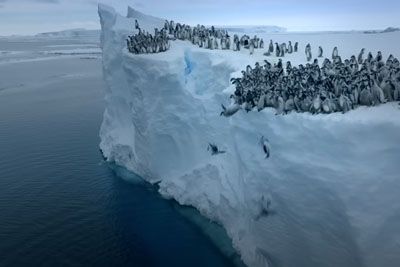 Izjemen prizor z Antarktike: Posneli pingvine, ko so z ledenika skakali v morje!
