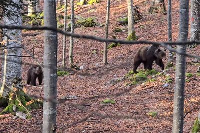 VIDEO: Slovenski gozdar posnel medvedko z mladičkom: Prizor je uspešnica na spletu!