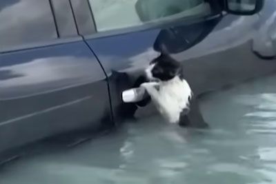 VIDEO: Policisti v Dubaju rešili mucko: Med poplavami se je oklepala avtomobila!