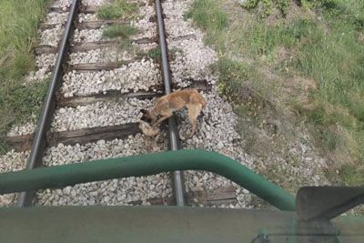 Grozljiv prizor iz Srbije: Psa privezali na tire, da bi mu življenje vzel vlak!