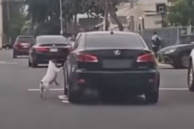 VIDEO: Voznica iz avtomobila vrgla psa: Ganljivo jo je prosil, naj si premisli!
