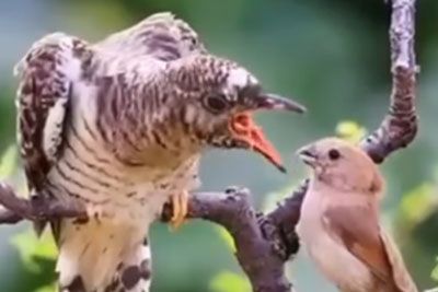 Prizor, ki gane do solz: Mlade ptice hranijo starejše, ki ne morejo več leteti!