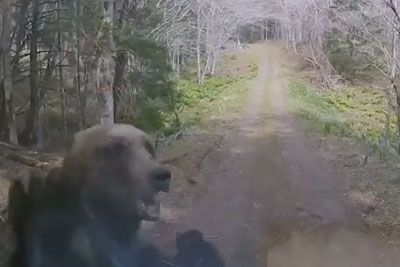 VIDEO: Strašljiv prizor sredi gozda: Jezna mama medvedka napadla vozilo!