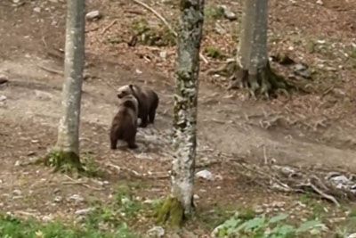 VIDEO: Pretep dveh medvedov v Sloveniji: Mama medvedka pokazala neizprosno moč!