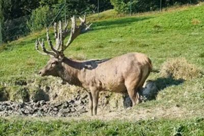 Slovenec od blizu posnel mogočnega jelena: Privoščil si je ohladitev v blatu!