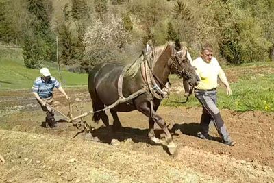 Prizor, ki je navdušil Slovenijo: Na podeželju sadili krompir tako, kot naši predniki!