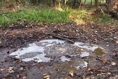 Redek naravni pojav iz naših gozdov: Iz tal v Prlekiji skozi razpoko uhaja plin!