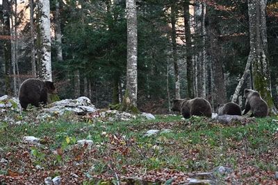 Posnetek iz slovenskih gozdov: Medvedka napadla samca, da bi zaščitila mladiče!