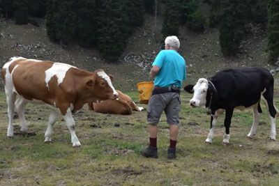 Pastir pokazal, kako nahrani svoje živali: Posnetek je prevzel številne Slovence!