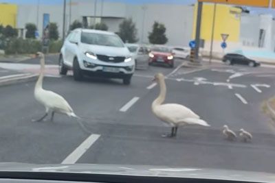 Ganljiv prizor iz Kopra: Vozniki ustavili promet, da bi varovali labode!