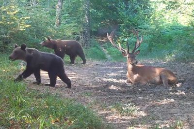 Posnetek divjih živali iz kočevskih gozdov: Poglej, kaj so počele pred jesenjo
