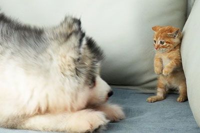 Posnetek, ki je ganil ljubitelje živali: Prestrašena mucka se zaljubi v kužka