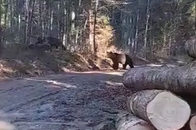 Slovenski gozdar srečal dva medveda: »Ni ju zmotil niti gozdarski traktor«